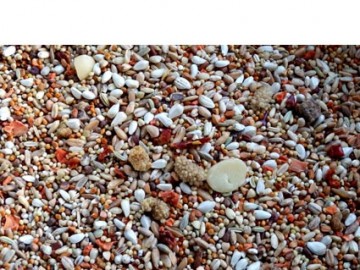 Edel papegaai mix new