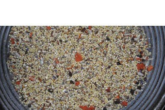 Vita valkparkiet en agaporniden new